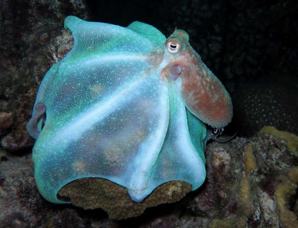 Different Types of Octopus Species - Caribbean reef octopus (Octopus briareus)