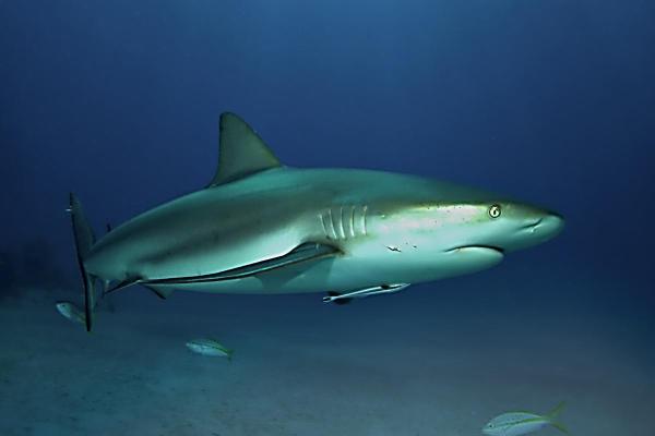 Sharks in Danger of Extinction - Caribbean reef shark (Carcharhinus perezi)
