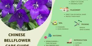 Caring for a Chinese Bellflower Plant (Platycodon grandiflorus)