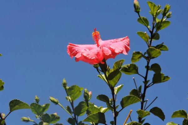 Is the Hibiscus a Perennial Plant? - Caring for a perennial hibiscus in winter