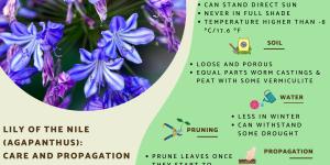 Caring for Agapanthus in Pots - Lily of the Nile Care