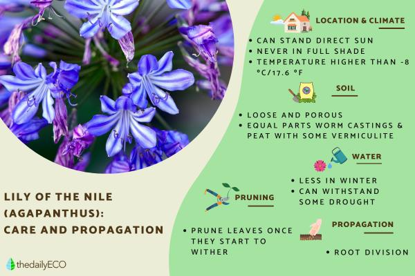 Caring for Agapanthus in Pots - Lily of the Nile Care