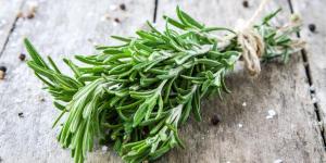 Caring for Different Types of Thyme Plants