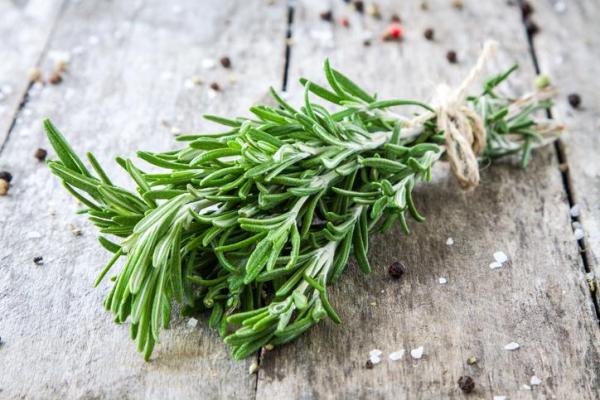 Caring for Different Types of Thyme Plants