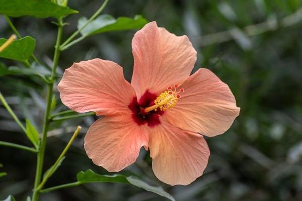 Is the Hibiscus a Perennial Plant? - Caring for hibiscus plants
