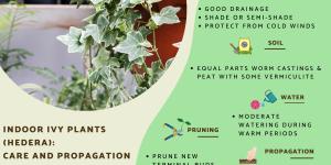 Caring for Indoor Ivy Plants - Potted Ivy Care