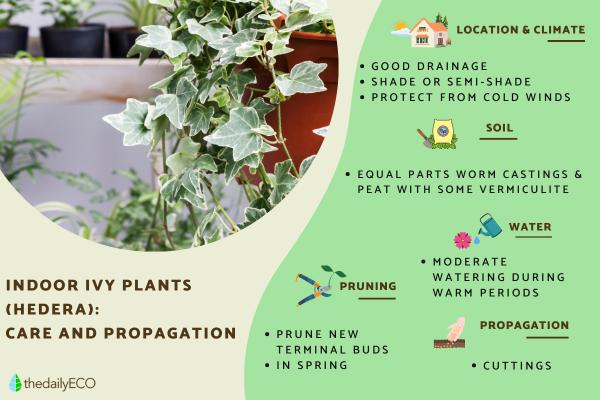 Caring for Indoor Ivy Plants - Potted Ivy Care