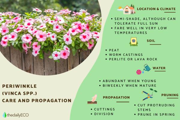 Caring for Vinca Plants