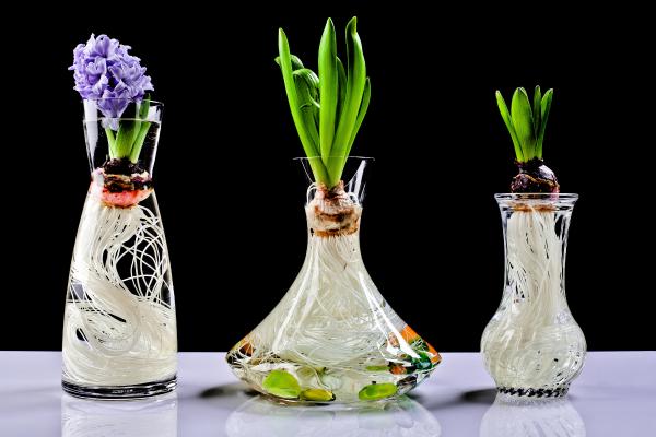 How to Grow Bulbs in Water - Caring for your water-grown bulbs