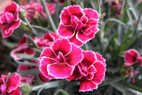 Winter Outdoor Plants for Pots - Carnation