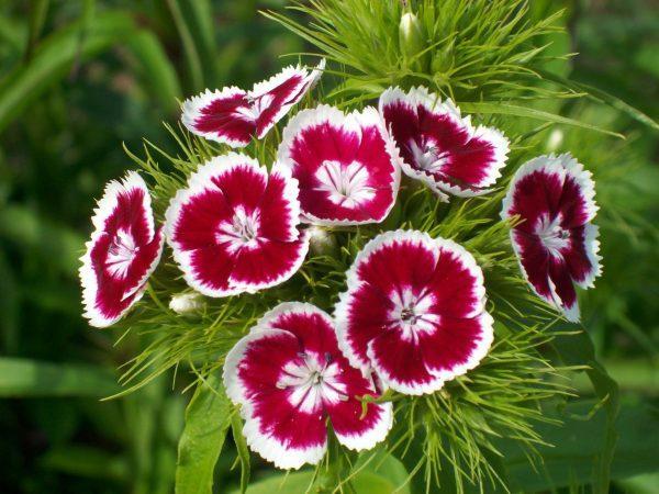 Plants With Flowers That Bloom All Year - Carnation (Dianthus caryophyllus)