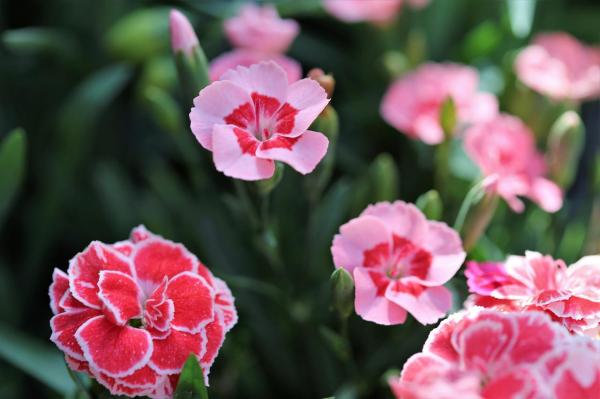 Low Maintenance Plants for Full Sun Gardens - Carnations