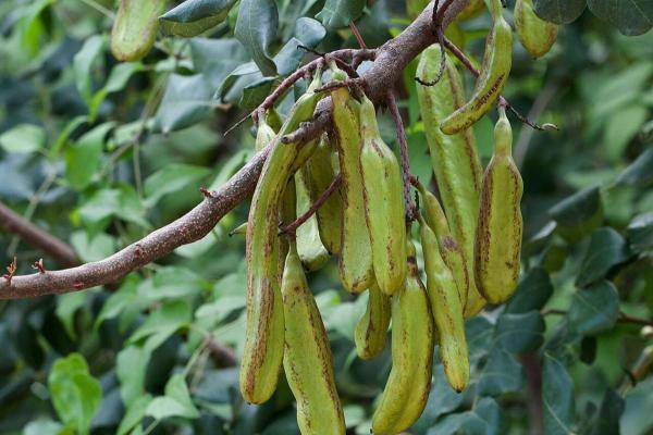 Types of Spanish Trees - With Photos - Carob (Ceratonia siliqua)