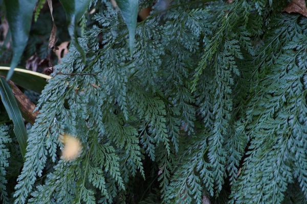 How to Care for Indoor Ferns - Carrot fern (Onychium japonicum)