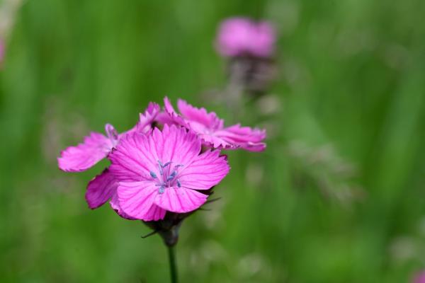 Types of Carnations - Dianthus Plant Species - Carthusian pink (Dianthus carthusianorum)