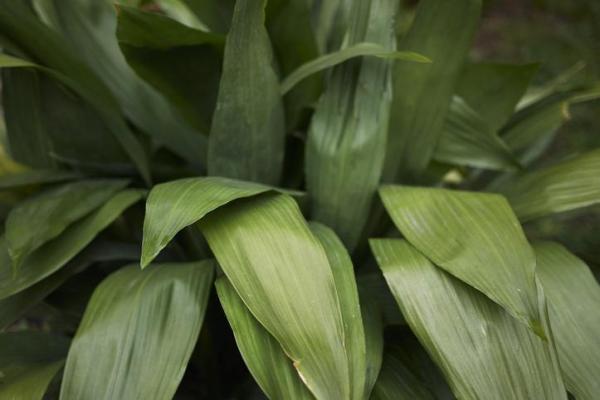 Winter Outdoor Plants for Pots - Cast-iron plant