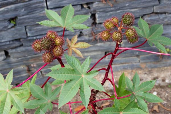 Types of Poisonous Trees - Toxic Trees to Humans - Castor bean (Ricinus communis)