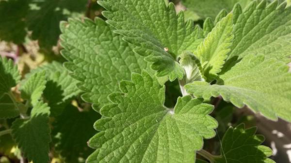 Plants That Repel Mosquitoes - Catnip (Nepeta cataria)