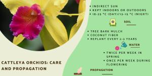 Cattleya Orchid Care for Indoors and Outdoors