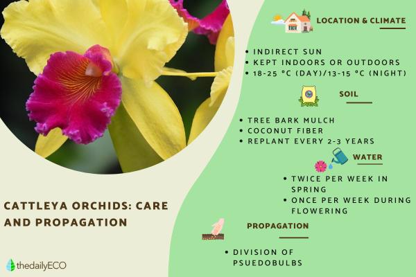Cattleya Orchid Care for Indoors and Outdoors