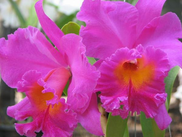 Cattleya Orchid Care for Indoors and Outdoors - Cattleya orchid propagation