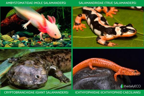 What Are Amphibians? - Definition, Types and Examples - Caudates