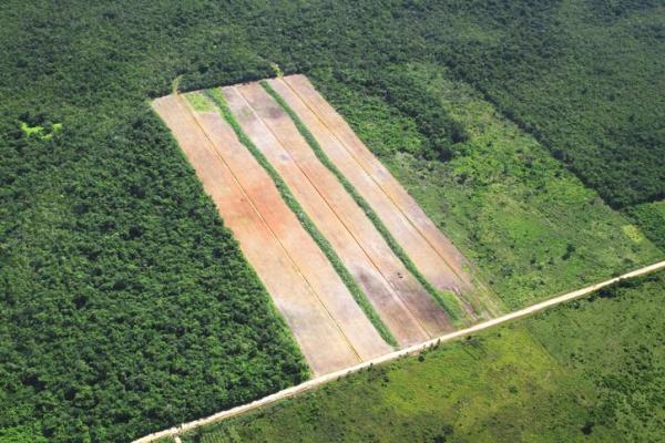 Causes and Effects of Deforestation -
