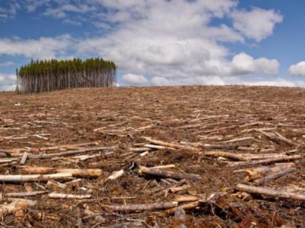 Causes and Effects of Deforestation -