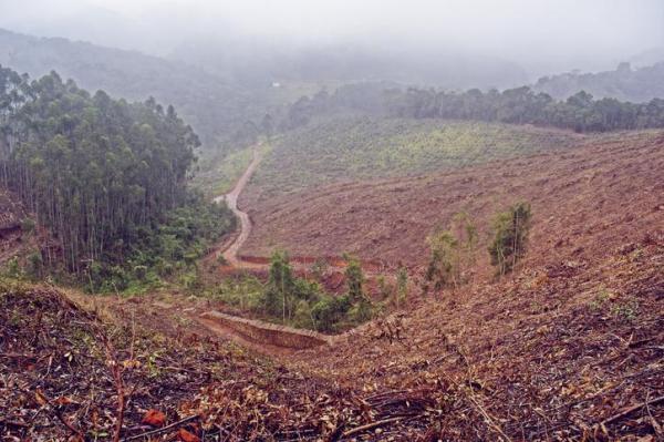 Causes and Effects of Deforestation -