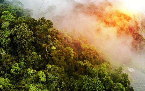 Causes and Effects of Deforestation -