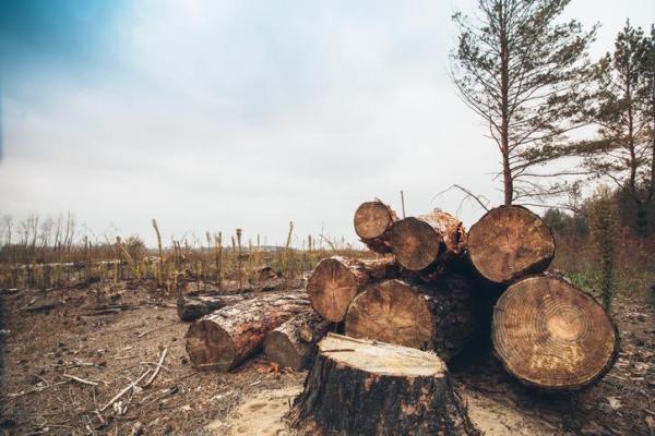Causes and Effects of Deforestation -