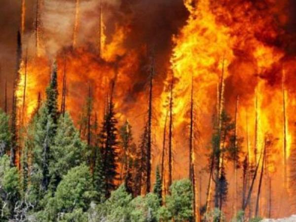 Causes and Effects of Deforestation -