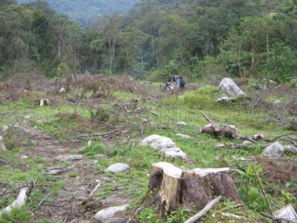 Causes and Effects of Deforestation -