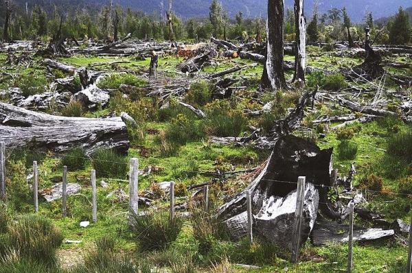 Causes and Effects of Deforestation -