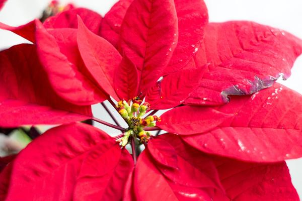 My Poinsettia Is Wilting - Causes and What to Do - Causes of withered leaves in poinsettias