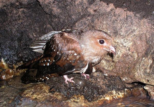 What Is Echolocation and What Animals Use It? - Cave swiftlets