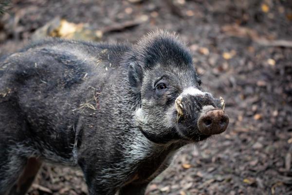 Different Types of Wild Pigs - Celebes warty pig