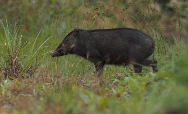 Different Types of Swine Species - Celebes warty pig (Sus celebensis)