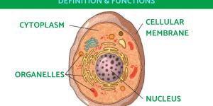 Cell Organelles Definition and Functions