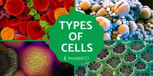 Cell Types - Definition, Structure and Functions