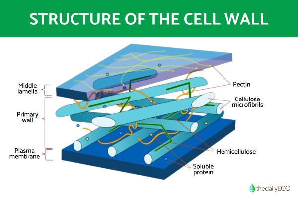 What Is Cell Wall and Its Function? - Cell wall structure