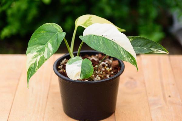 Different Pothos Plant Varieties - Centipede Pothos or Epipremnum pinnatum