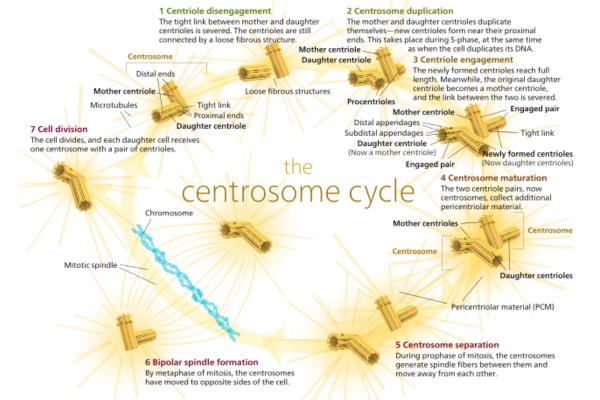 What Is a Centrosome and Its Function? - Centrosome action during the cell cycle