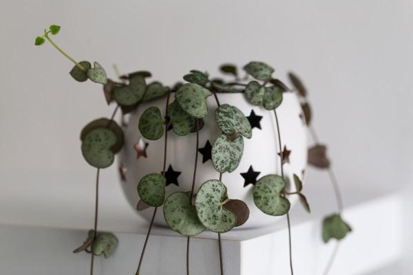Heart-Shaped Leaf Plants - Ceropegia