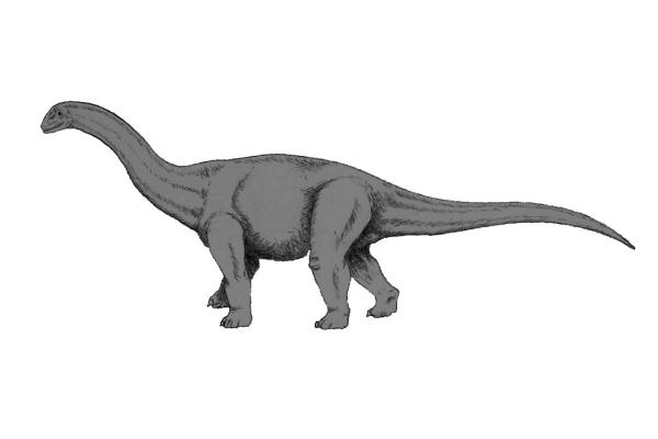 What Dinosaurs Were Found in Spain? - Cetiosaurus spp.