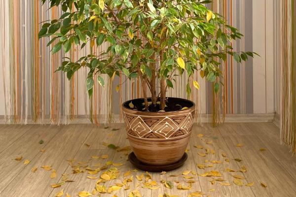 Why Is My Ficus Dropping Leaves? - Changing environment