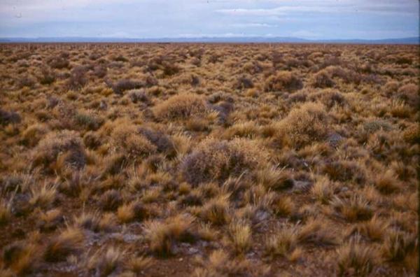 Types of Terrestrial Biomes on Earth - Chaparral