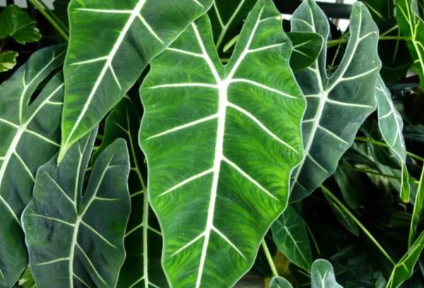 African Mask Plant (Alocasia x Amazonica) Care Guide - Characteristics of African mask plants