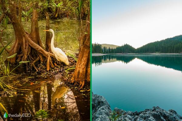 Different Types of Aquatic Biomes - Characteristics of aquatic biomes