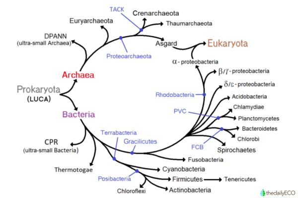 What Organisms Are Classified Into the Archaea Domain? - Characteristics of archaea
